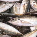 魚の放射能汚染に対する安全性